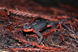 A red-bellied newt on the forest floor